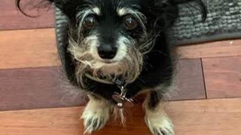 Tammy's dog, Jack, a chorkie (chihuahua and Yorkie mix.)