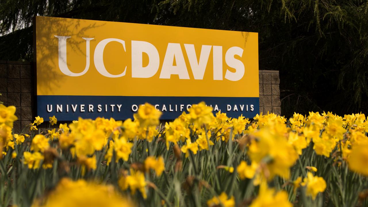 UC Davis sign with yellow flowers