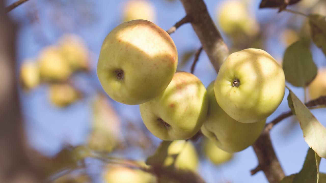 pear tree