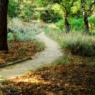 meandering path in UC Davis Arboretum. Trees and plants on both sides of path. The path is empty of people.
